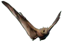 :Jeholopterus: