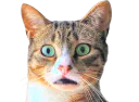 :chatchokbar2: