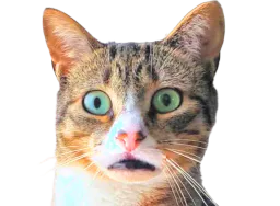 :chatchokbar2: