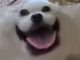 :Chien_content: