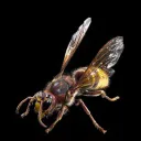 Vespa-Crabro