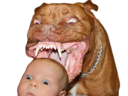 :Pitbull_bebe: