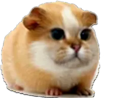 :hamster_chat: