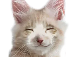 :ChatContent: