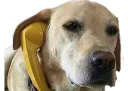 :Chien_telephone_balance: