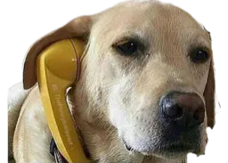 :Chien_telephone_balance: