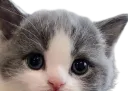 :Chat_timide_: