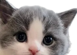 :Chat_timide_: