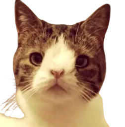 :trisochat: