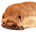 :Briochien: