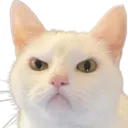 :Chat_fache_4:
