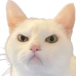 :Chat_fache_4: