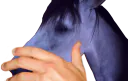 :cheval_birate: