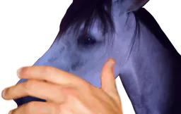 :cheval_birate: