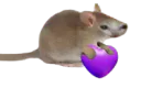 :chatsourisCoeur: