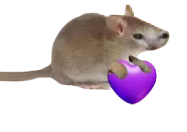 :chatsourisCoeur: