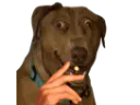 :clope-tarax: