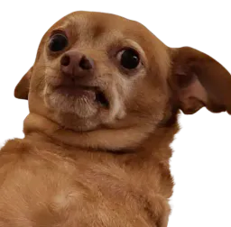 :doggo_degout: