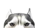 :chien_oreilles: