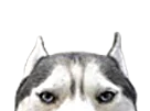:chien_oreilles: