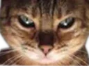 :Chat_bien_venere: