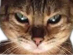 :Chat_bien_venere: