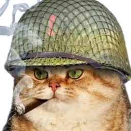 :Chat_soldat_: