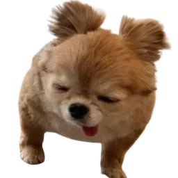:spitz_def: