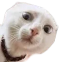 :Chat_effrayant_:
