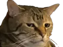 :chat_depite: