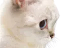 :chat_m: