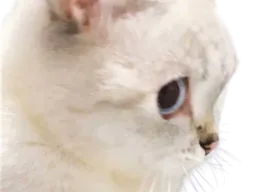 :chat_m: