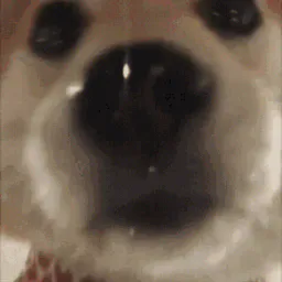 :chien_leche_mignon: