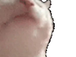 :chat_danse2: