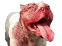 :pitbull: