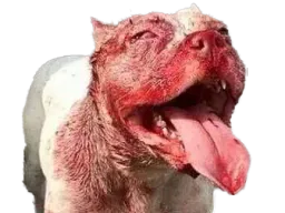 :pitbull: