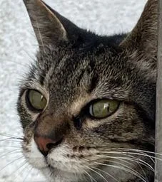 :chattee: