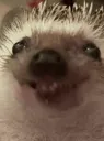 :herisson_crunch: