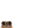 :chat_lunettespetit: