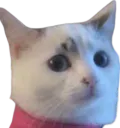 :Cestinchat: