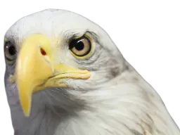 :aigle_question:
