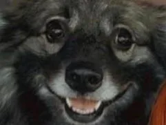 :Dog-pilled: