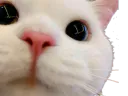:matou1: