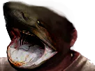 :requin_tete:
