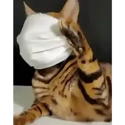 :Chatmasque: