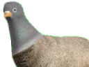 :mougeon: