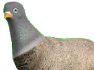 :mougeon: