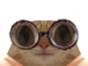 :chat_lunettes: