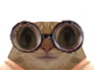 :chat_lunettes: