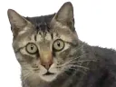 :Chat_ahuri: